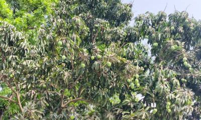১৫ মে বাজারে উঠছে রাজশাহীর আম, ‘ম্যাংগো ক্যালেন্ডার’ প্রকাশ