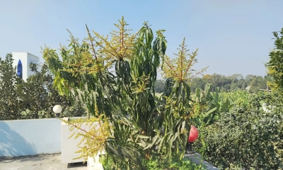 ছাদে বাগান করে স্বাবলম্বী সেলিম মোল্লা