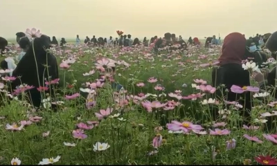 কসমসের সৌন্দর্যে মুখরিত এলাকা