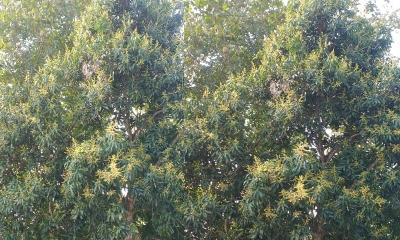 দুমকীতে গাছে গাছে উঁকি দিচ্ছে আমের মুকুল