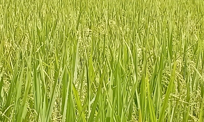 সবুজ ধানের খেতে দুলছে কৃষকের স্বপ্ন