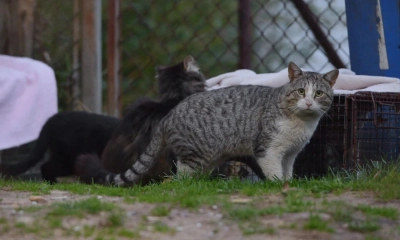 বিড়ালের বিরুদ্ধে যুদ্ধ