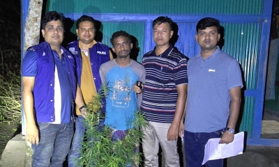 অটো চালানোর পাশাপাশি বাড়ির উঠানে গাঁজা চাষ করতেন মহিউদ্দিন