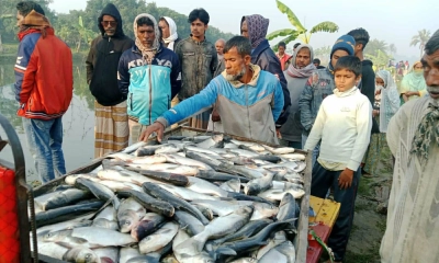 হিংসার বিষে মরল পুকুরভরা মাছ