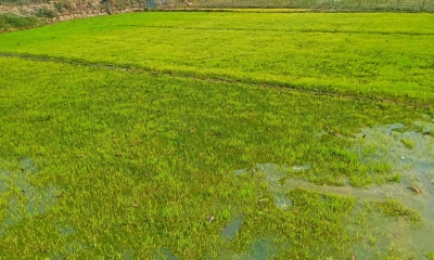 রায়গঞ্জে শীতে বোরো বীজতলার ক্ষতি, দুশ্চিন্তায় কৃষক