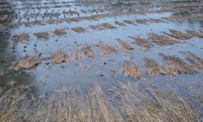 অসময়ের বৃষ্টি, ঠাকুরগাঁওয়ে কৃষির ব্যাপক ক্ষতি