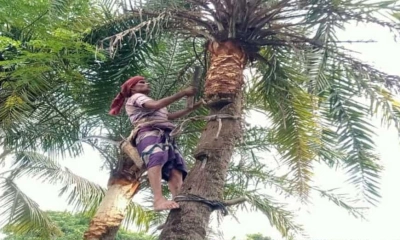 খেজুর রস সংগ্রহে গাছ প্রস্তুতে ব্যস্ত গাছিরা