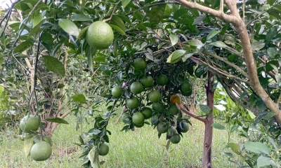 পিরোজপুরে মাল্টা চাষে সফলতা পাচ্ছেন চাষিরা