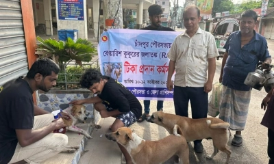 চাঁদপুর পৌরসভায় পথকুকুরকে দেওয়া হচ্ছে জলাতঙ্ক টিকা