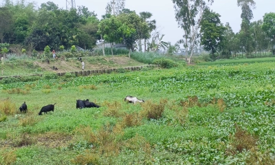 করতোয়া এখন কৃষিজমি, বন্যায় বিপদে মানুষ