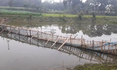 নবগঙ্গার বুকে বাঁধ দিয়ে মাছ চাষ