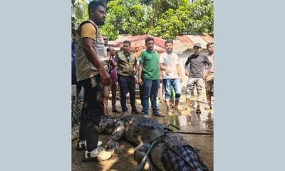 পদ্মার শাখানদীর সেই কুমিরের ঠাঁই হলো সাফারি পার্কে