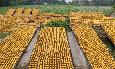 কুমড়ো বড়ি তৈরিতে ব্যস্ত নারীরা