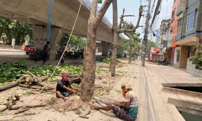 রাস্তা সম্প্রসারণের ‘অজুহাতে’ কাটা হলো ৩০টি কাঠবাদাম গাছ