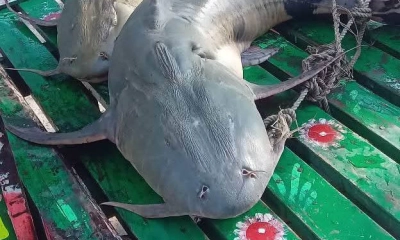 জেলের জালে যমুনা নদীর ৩ বাঘাইড়