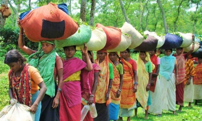 চা বাগানের টিলায় টিলায় পাতা তুলেই নিঃশেষ যে নারীজীবন