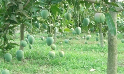 নওগাঁয় ২২ মে থেকে আম সংগ্রহ শুরু