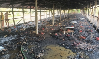 মিরসরাইয়ে আগুন পুড়ে ছাই ২৫ শ মুরগির বাচ্চা, ২০ লাখ টাকার ক্ষতি