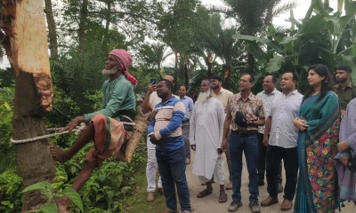 খেজুর গুড় সংগ্রহে গাছ কাটার উদ্বোধন । ছবি- রূপালী বাংলাদেশ