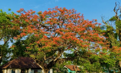 রক্তিম আভা ছড়াচ্ছে আগুনঝরা কৃষ্ণচূড়া