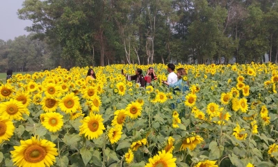 সূর্যমুখী বাগানে প্রকৃতিপ্রেমীদের ভিড়