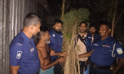 গাঁজার দাম বেড়ে যাওয়ায় নিজেই চাষ করতেন মুকুল মিয়া