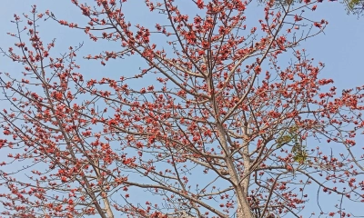 বসন্তের রঙে রাঙানো পাহাড়ে আজ শিমুলের জন্য হাহাকার