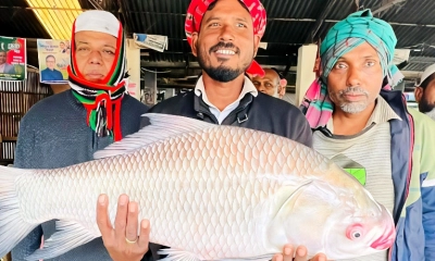 পদ্মার ১৩ কেজি কাতল ৯ হাজারে বিক্রি