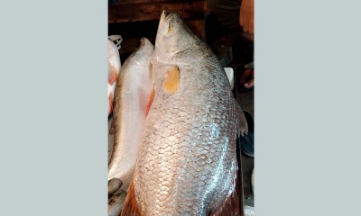 পায়রা নদীতে ধরা পড়ল ১৮ কেজির কোরাল মাছ