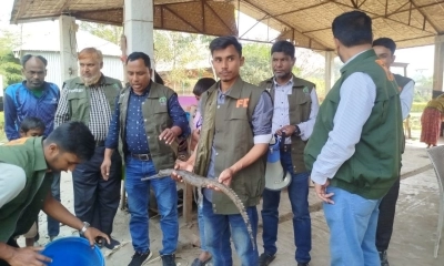 কুষ্টিয়ার খোকসায় ইউটিউব ভিলেজ থেকে ঘড়িয়াল উদ্ধার