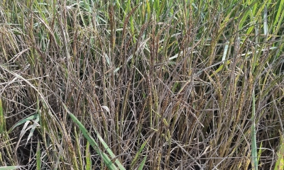 ধানের সাথে শত্রুতা