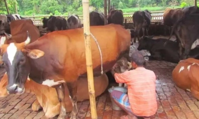 ছয় দাবিতে মিল্কভিটায় দুধ সরবরাহ বন্ধ 