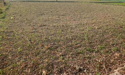 জোরপূর্বক জমি দখল ও সরিষা তুলে নেওয়ার অভিযোগ