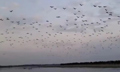 পাখির রাজ্য বিষখালী