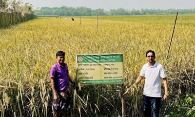 নবান্নের উচ্ছ্বাস, বিস্তীর্ণ মাঠজুড়ে সোনালি ধানের হাসি