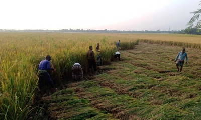 ছবি- রূপালী বাংলাদেশ