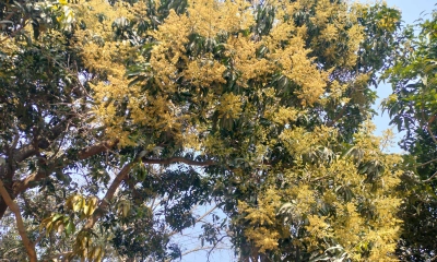গাছে গাছে আমের মুকুল