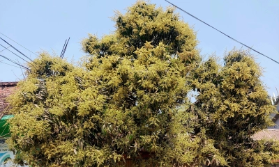 মুকুলে ভরে উঠেছে শৈলকুপার আমবাগান