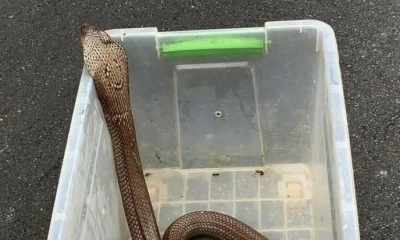 রান্নাঘরে ইঁদুরের গর্তে বিষধর কোবরা
