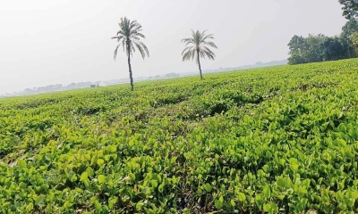 কচুরিপানায় ঢেকে আছে হাজার বিঘা চাষের জমি। ছবি- রূপালী বাংলাদেশ