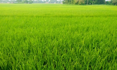বোরো ধানের সবুজ পাতায় জুড়ে আছে মাঠ