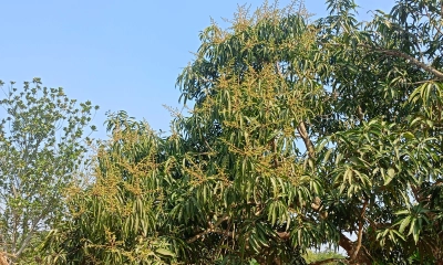 রাজস্থলীতে আমের মুকুলের উৎসব