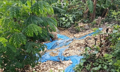 হ্যাচারির বর্জ্যে দূষিত পরিবেশ, স্বাস্থ্যঝুঁকিতে স্থানীয়রা