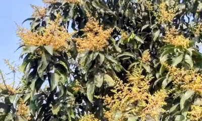 তানোরে গাছে গাছে সোনালি মুকুল, ম-ম গন্ধে মাতোয়ারা পাড়া-মহল্লা 