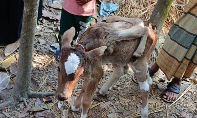 লালমোহনে ছয় পা নিয়ে বিরল বাছুরের জন্ম