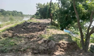 কপোতাক্ষ নদ রক্ষা বাঁধের বনায়নের গাছ ও মাটি কাটার অভিযোগ। ছবি- রূপালী বাংলাদেশ