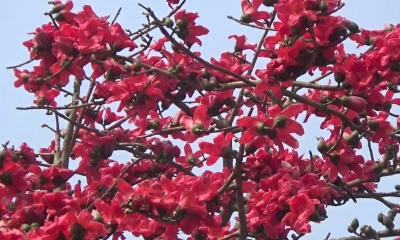 গাছে গাছে ফুটেছে আগুনরাঙা শিমুল ফুল