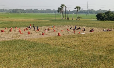 গোপালগঞ্জে মুড়িকাটা পেঁয়াজের চাষাবাদ বাড়ছে