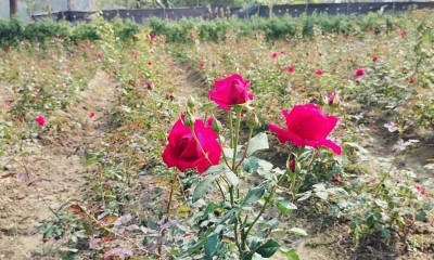চকরিয়ার ফুলের রাজ্যে ২ কোটি টাকার ফুল বিক্রি