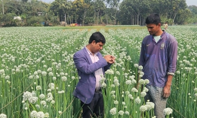 নলডাঙ্গায় বেড়েছে ‘কালো সোনা’র চাষ